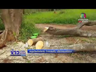 หนุ่มปีนตัดต้นไม้ กิ่งหล่นทับ เลื่อยยนต์ตัดขา  l ข่าวเวิร์คพอยท์ l 10 มี.ค.61