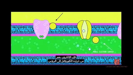 درس التركيب الضوئي بطريقة سهلة وممتعة مترجم إلى العربية