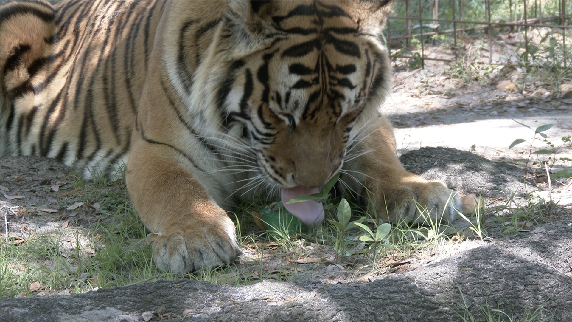 ⁣Big Cats Get Green Popsicles For St. Patrick's Day