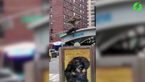 Il filme un aigle qui dévore un autre oiseau en plein New York
