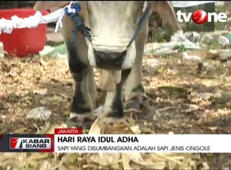 Presiden Jokowi Sumbang Sapi Seberat 1,5 Ton di Istiqlal