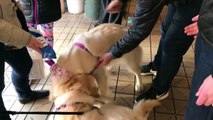 Deux chiens deviennent fous de joies lorsqu’ils se croisent dans un magasin. Leurs maîtres découvrent vite pourquoi…