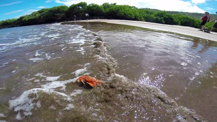 Galapagos Islands; Crab