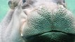 San Antonio Zoo's Timothy Eyes Fiona, Calls Himself a 'Hippo Looking for Love'