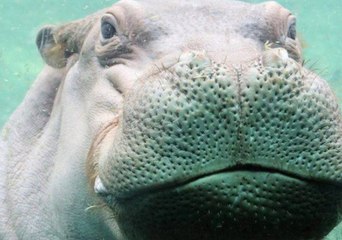 San Antonio Zoo's Timothy Eyes Fiona, Calls Himself a 'Hippo Looking for Love'