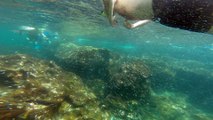 Galapagos Islands; Sea Lion