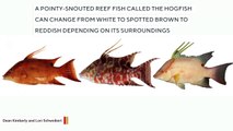 Research Reveals The Color-Changing Hogfish Can ‘See’ With Its Skin