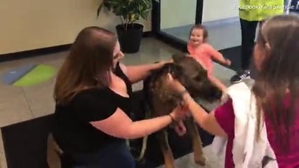 He's Home! Dog Returns after United accidentally send to Japan