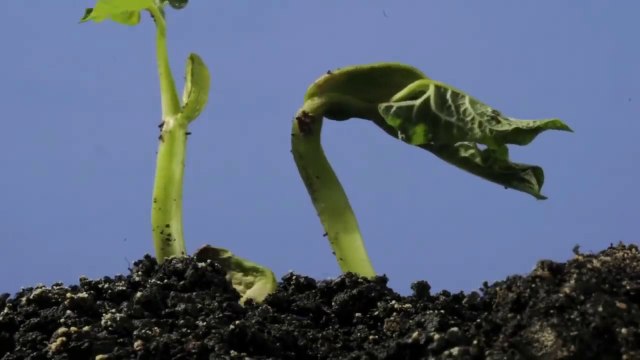 Bury An Egg In Your Garden Soil, What Happens Few Days Later Will Surprise You