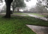 Cyclone Marcus Sweeps Through Darwin, Felling Trees