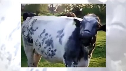 Funny Animal Sneezes