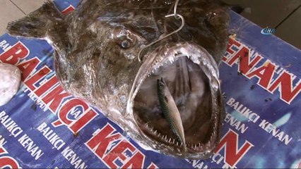 Marmara'dan çıkan dev fener balığı balıkçıları şaşırttı