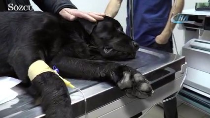 Bir gecede 6 köpek katledildi