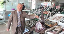 Balıkçı Ağına Dev Fener Balıkları Takıldı, Korkutan Balıklar Müzede Sergilenecek