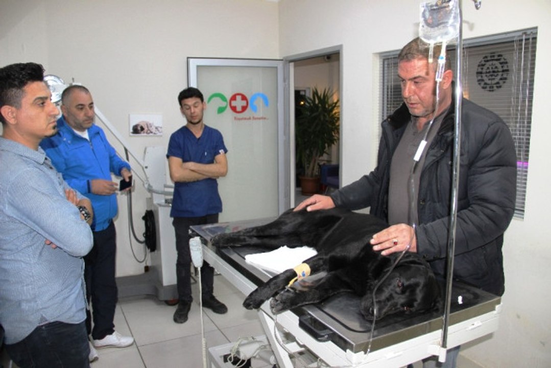 Tatil Cennetinde Hayvan Katliamı, Köpekleri Zehirlediler