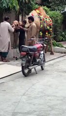 don't underestimate power of a camel