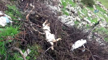 Gaziantep'te 20 günde onlarca hayvan telef oldu