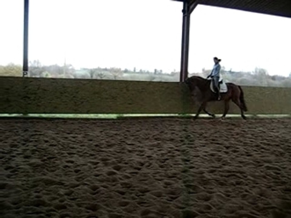 jument dressage KWPN  trot