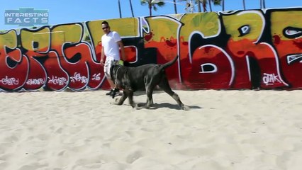 10 Abnormally Large Dogs In The World