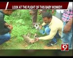 'Mother Monkey' Battles For Life | Baby Watches in Kolar - NEWS9