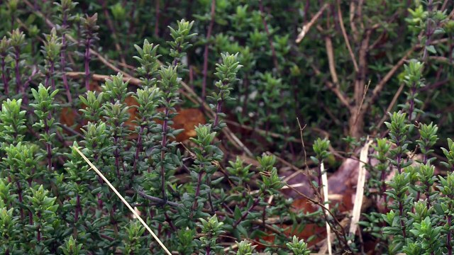 NDDL: ces zadistes qui ont déclaré leur activté agricole
