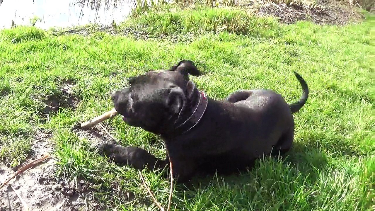 9ème vidéo Petit'Ourse n°1 Femelle de STAFFORDLAND