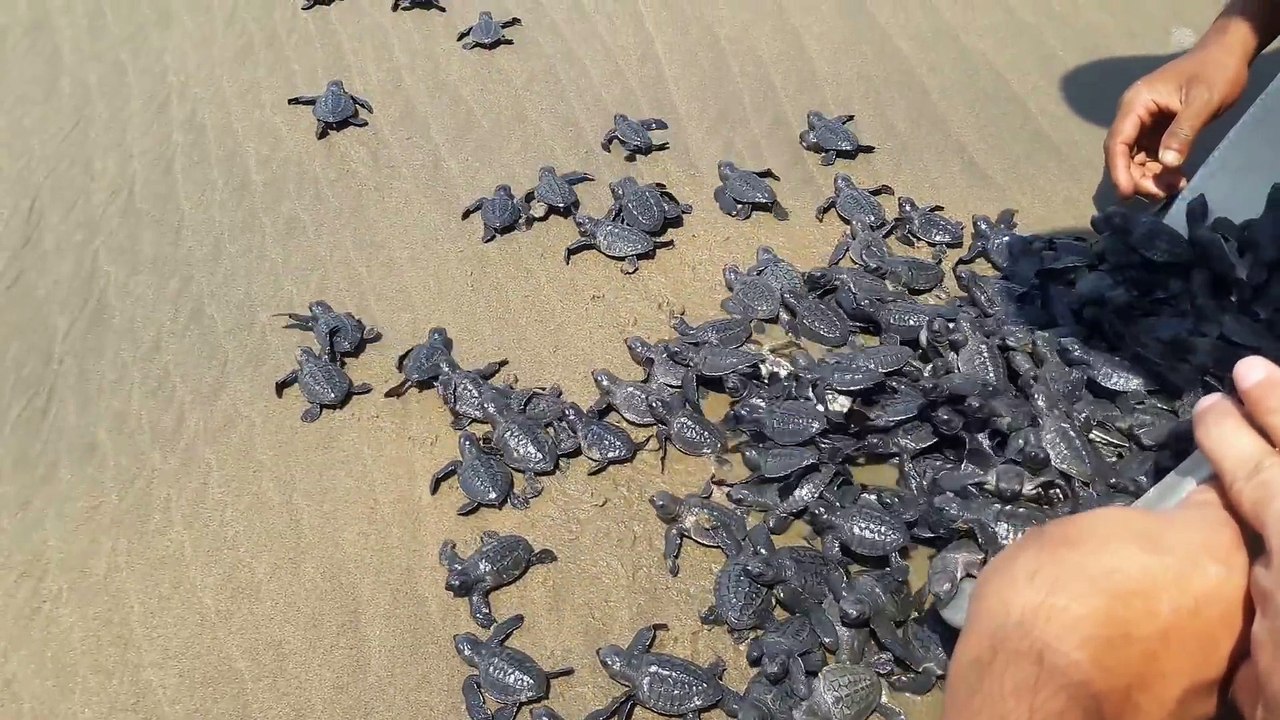Ils relâchent des centaines de bébés tortues de mer sur la plage