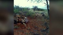 wild dogs hunting strategy | wild dogs vs hyena vs lion vs oxy