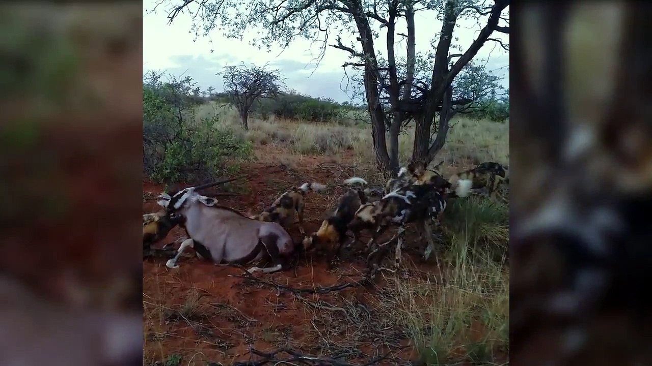 Wild Dogs Hunt and eat Hartebeest | wild dogs vs crocodile vs lion wild animal fight  video