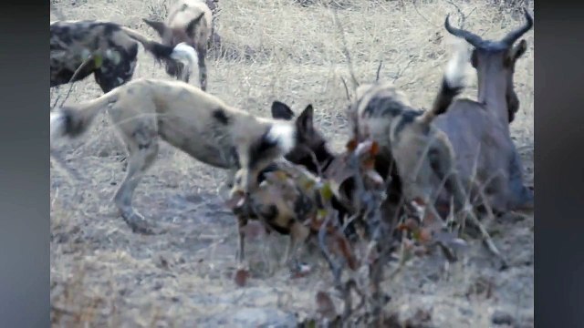 Wild Dogs Hunt and eat Hartebeest | wild dogs vs crocodile vs lion wild animal fight video | wild dogs vs tsesseble most amazing wild dog attack and kill videos