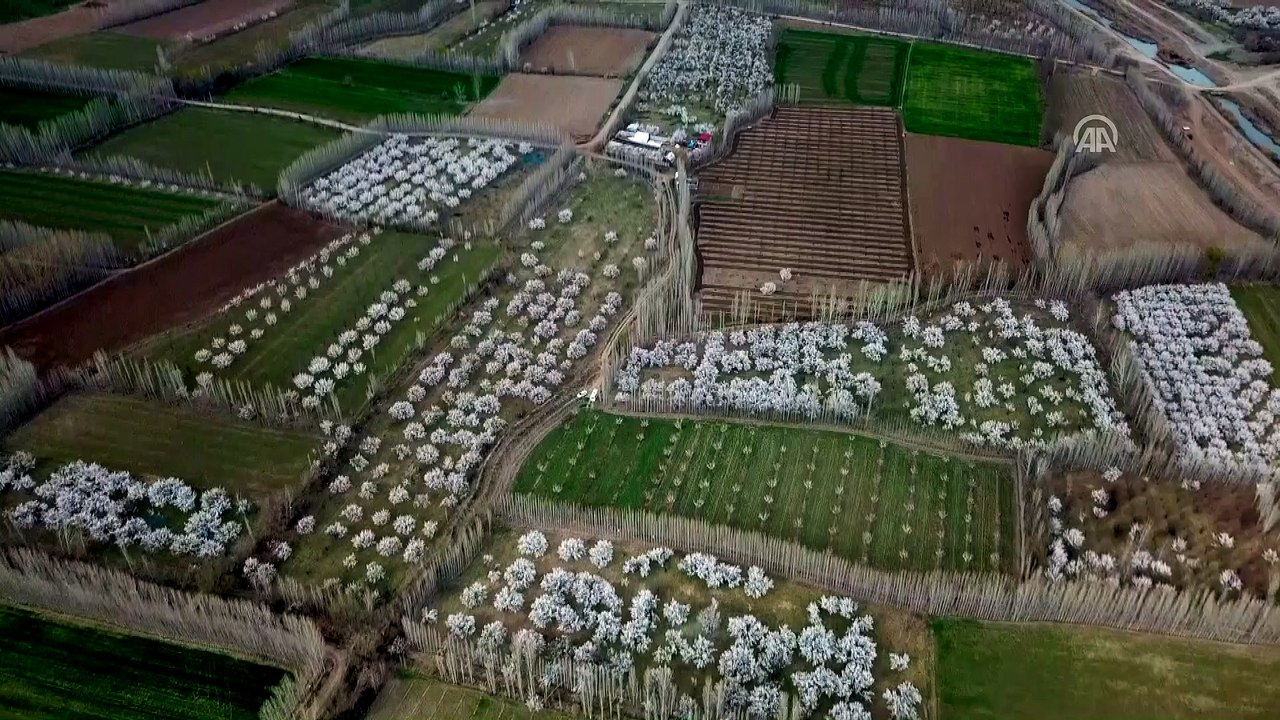 Gelinliğini giyen kayısı bahçeleri büyülüyor - IĞDIR