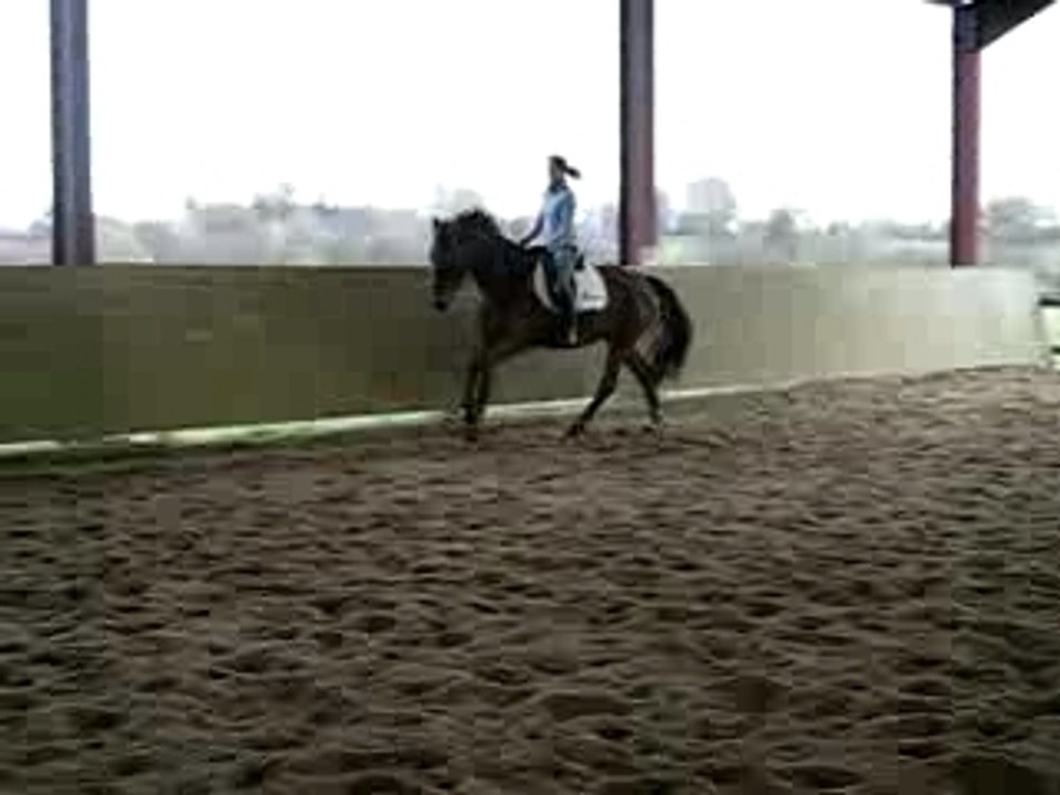 jument dressage KWPN  galop