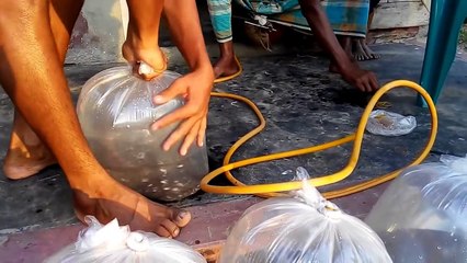 Mono Tilapia Farming in Bangladesh