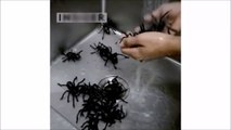 Si vous voulez manger des araignées grillées rendez-vous au resto Bugs Cafe, spécialisé en insectes de toutes sortes