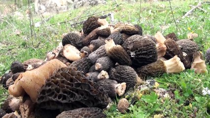 Manisa'da mantar mesaisi