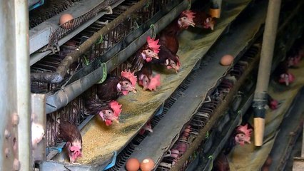 AI 재발...철새 이동기 맞아 재확산 우려 커져 / YTN