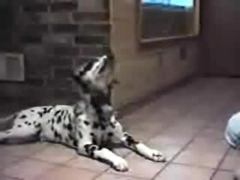 Talking Dogs