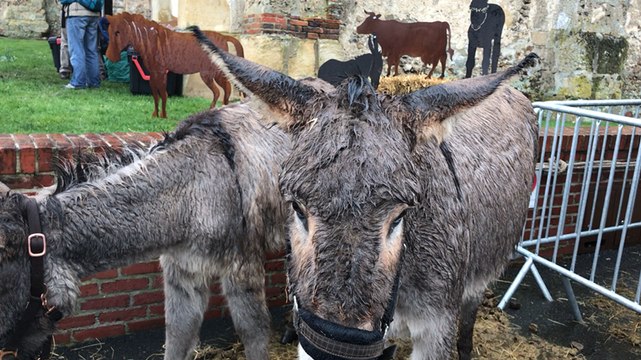 Foire aux ânes de Moyaux 2018