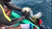 Piégée cette petite tortue est sauvée d'un filet de pêche en plein océan