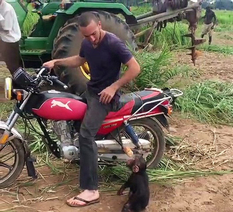 Ce bébé singe est accro aux motos, la preuve!