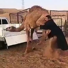Loading a Camel  on Pickup Van by a man