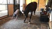 Ce cheval fait du Yoga avec son dresseur !