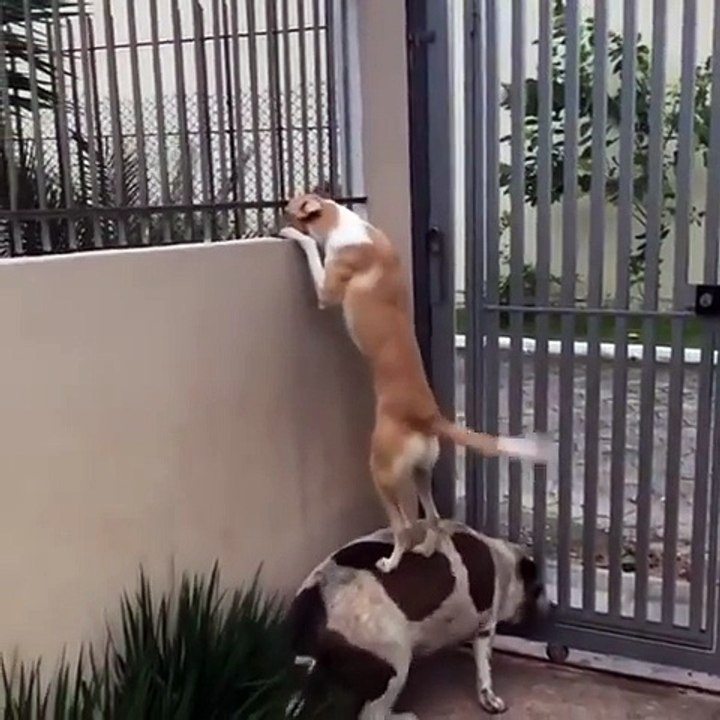 Curieux ce chien se dresse sur son pote pour regarder par dessus la barrière du jardin !