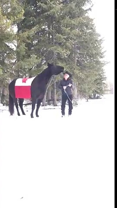 Ce cheval fait tourner un lasso entre ses dents !