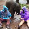 Un éléphanteau fait un câlin