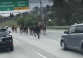 Horses Stampede Down Busy Highway Near Atlanta