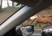 Loose Horses Get Police Escort Back to the Pen in Dekalb County