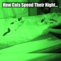 Cat owners, is anything more relatable than this? If you're thinking about getting a feline all your own, cat owners will definitely tell you to consider the