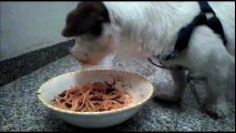 Lenticchia mangia Spaghetti