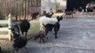 Roswell Police Officers Wrangle Goats After Lawn Job Goes Awry